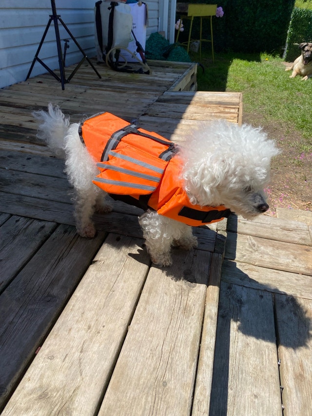 Wings Dog Life Vest with Chin Float Rescue Handle