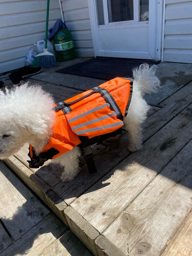 Wings Dog Life Vest with Chin Float Rescue Handle - photo 2