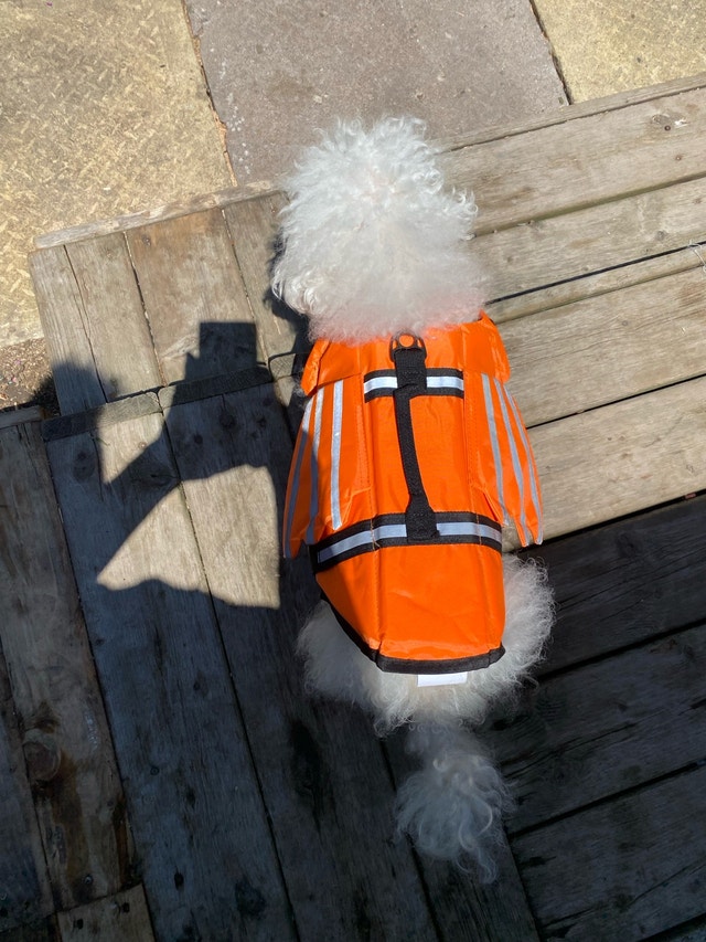 Wings Dog Life Vest with Chin Float Rescue Handle - photo 3