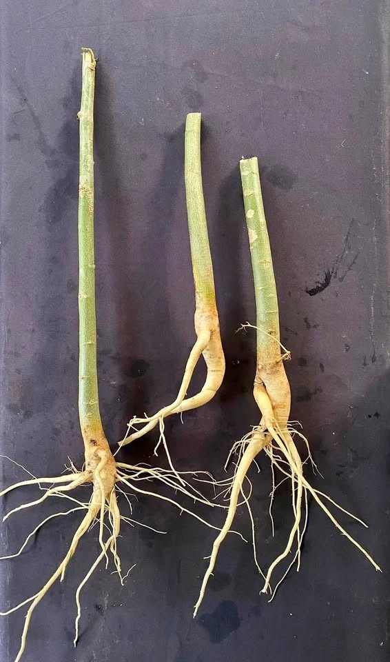 Large Moringa Trees (Bare Root) | USA Organically Grown