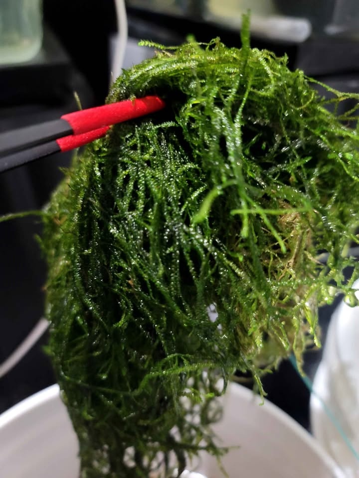 Java Moss Aquarium Plant - photo 2