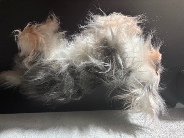 Realistic Puppy plush - photo 3