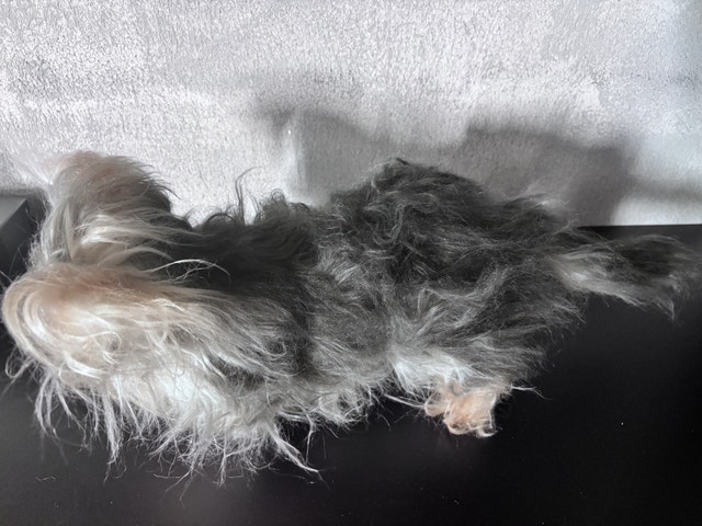 Realistic Puppy plush - photo 4