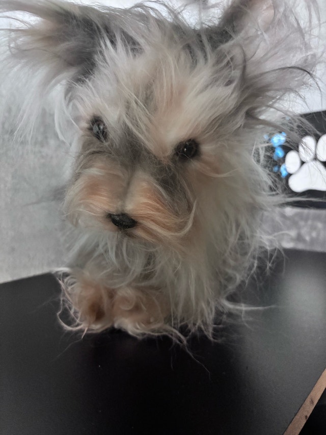 Realistic Puppy plush - photo 5