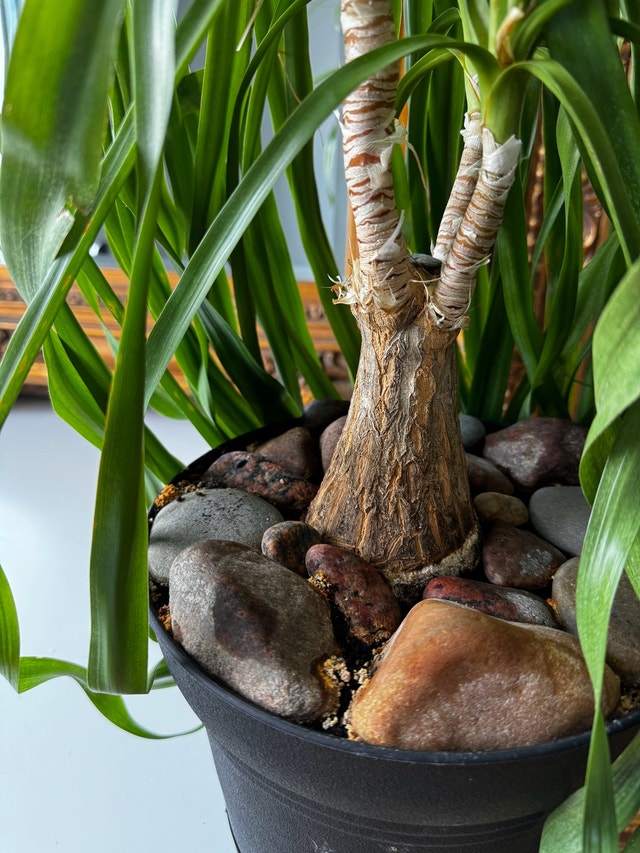 Ponytail Palm