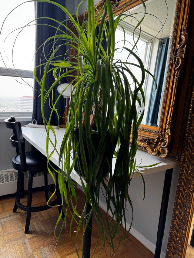 Ponytail Palm - photo 2