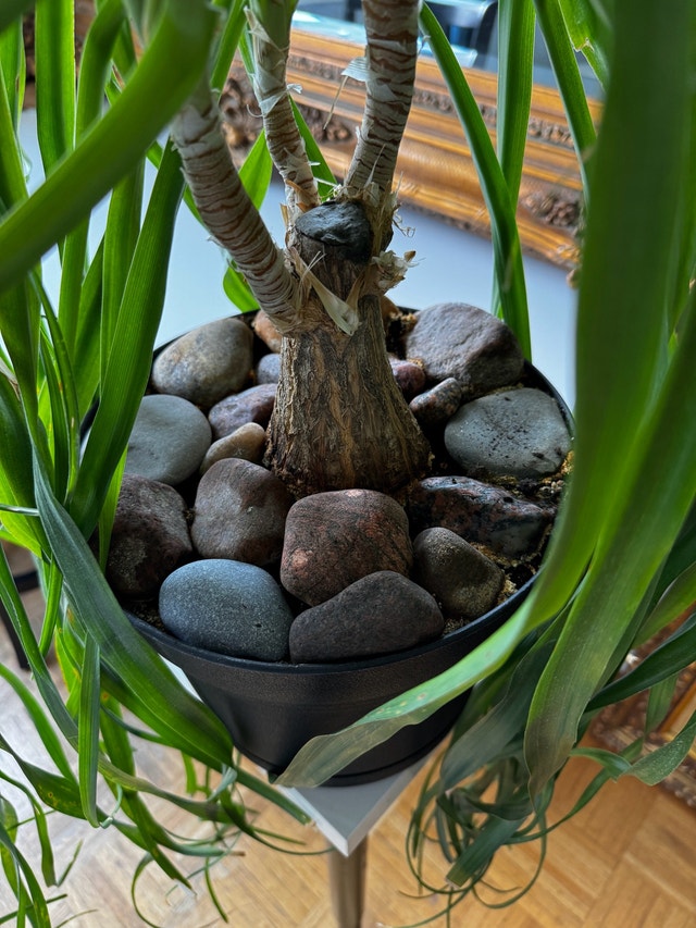 Ponytail Palm - photo 3