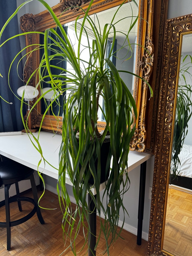 Ponytail Palm - photo 4