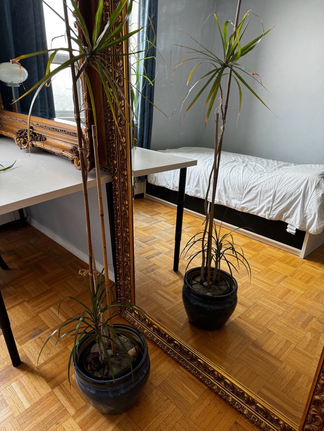 Dracaena Plant 4 Feet Tall
