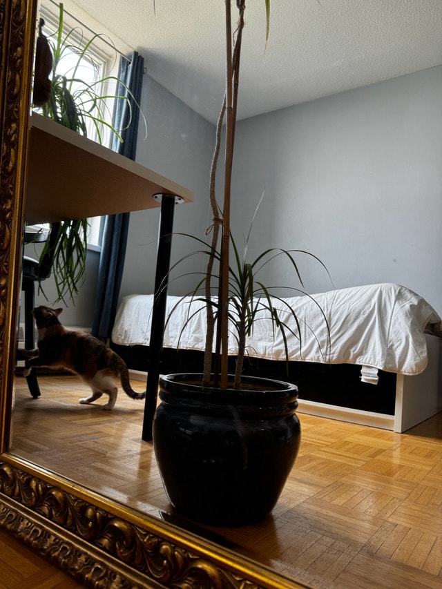 Dracaena Plant 4 Feet Tall - photo 2