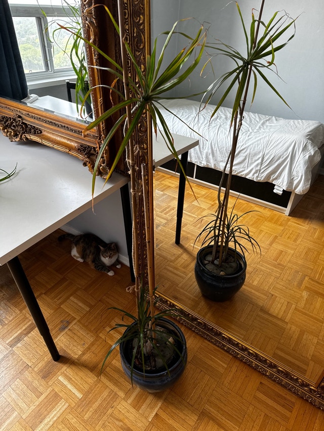 Dracaena Plant 4 Feet Tall - photo 3