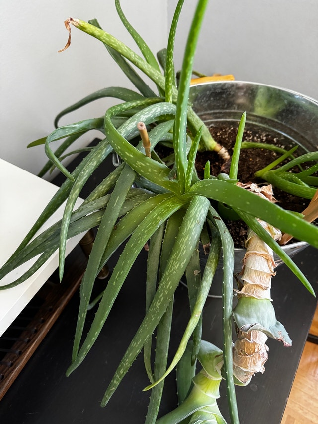 PLANT SALE BEST OFFER BUY MORE SAVE MORE