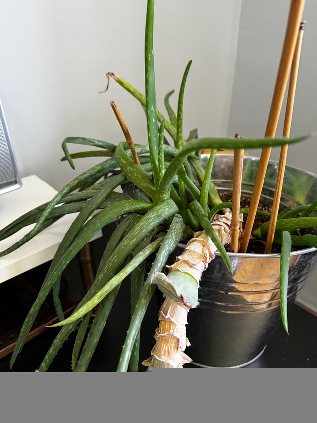 PLANT SALE BEST OFFER BUY MORE SAVE MORE - photo 2