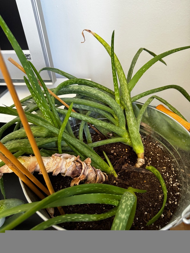 PLANT SALE BEST OFFER BUY MORE SAVE MORE - photo 3