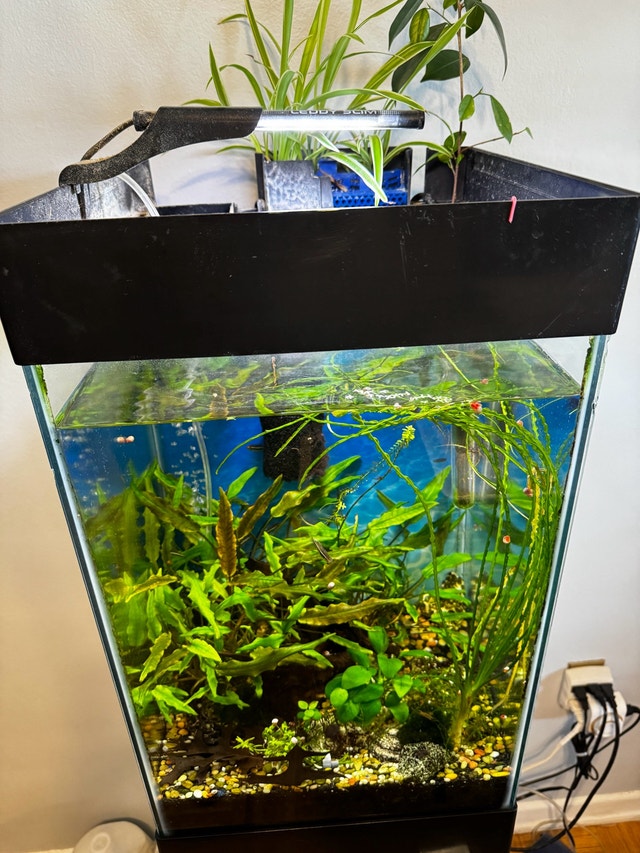15 Gallon Tall Aquarium With Stand