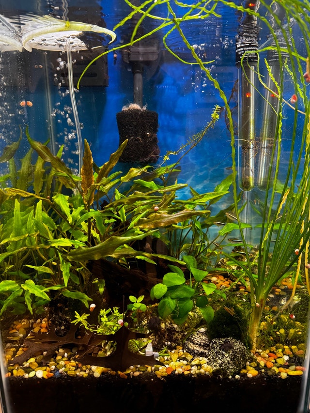 15 Gallon Tall Aquarium With Stand - photo 3
