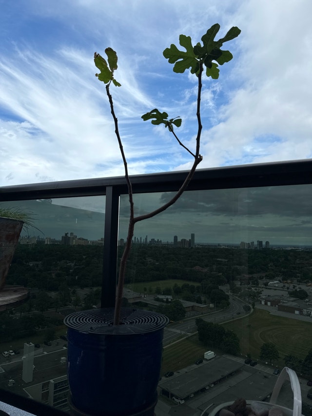 Fig Tree