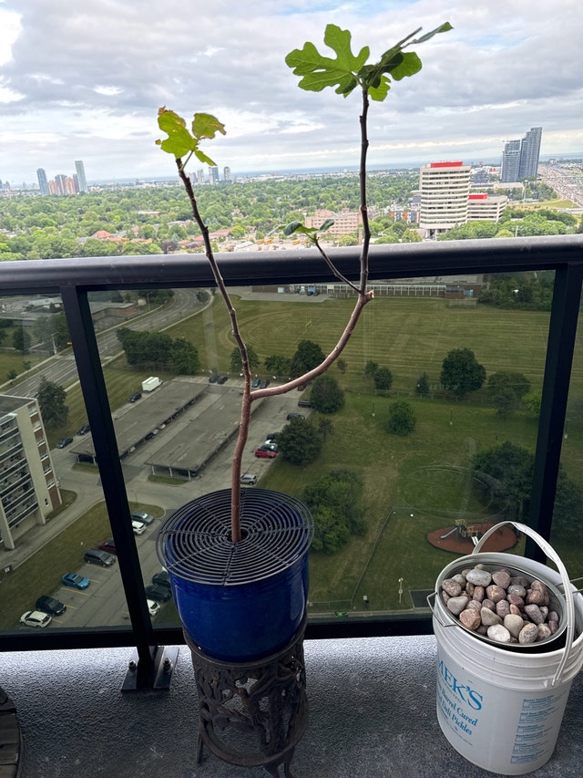 Fig Tree - photo 2