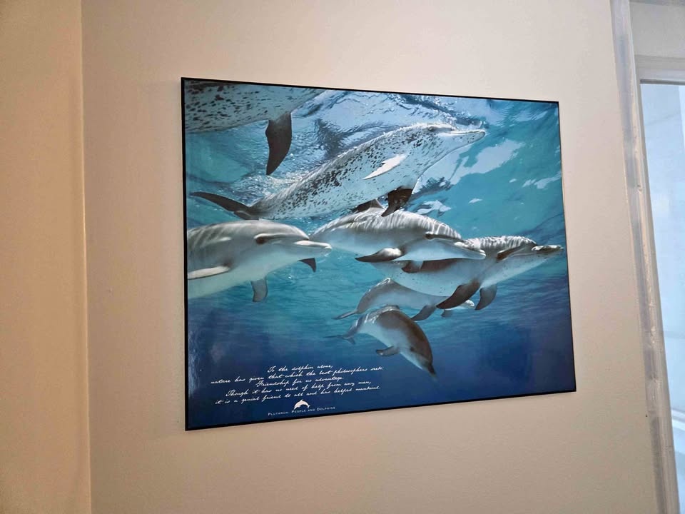 Dolphin Photo Art Frame