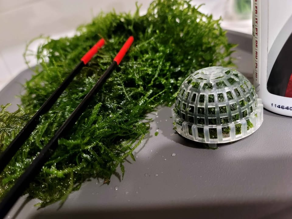 Taiwan Moss Aquarium Plant - photo 2