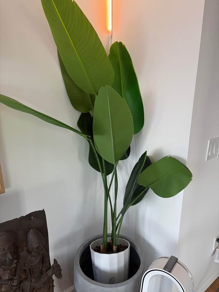 Artificial Bird of Paradise Plant 5 Ft Tall - photo 3
