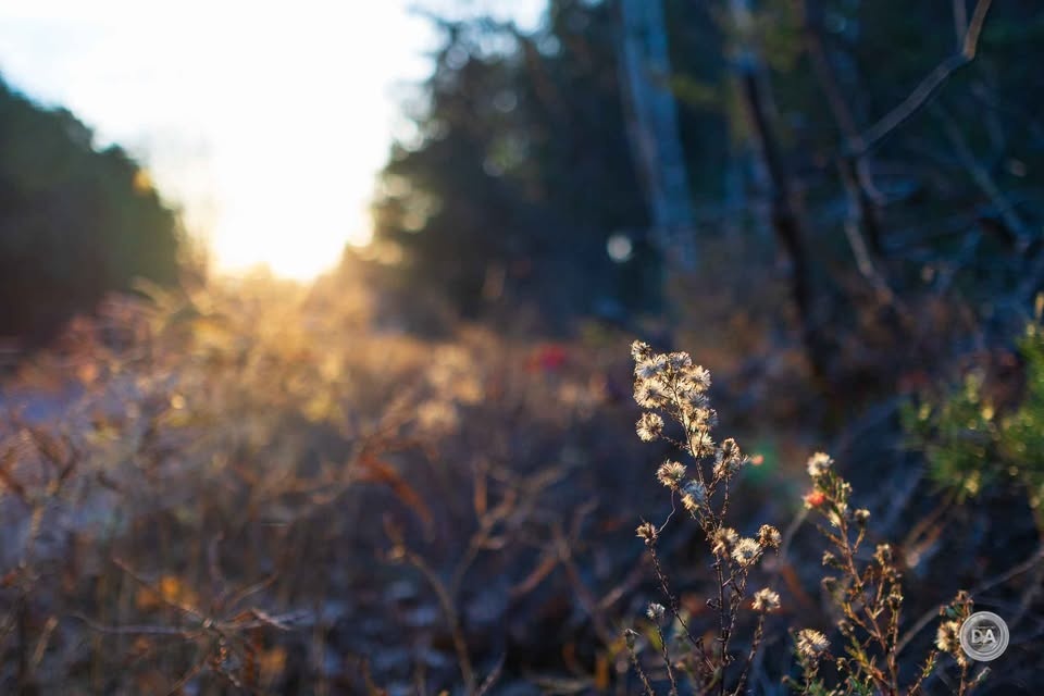 Canon Lens EF-S 24mm - photo 5