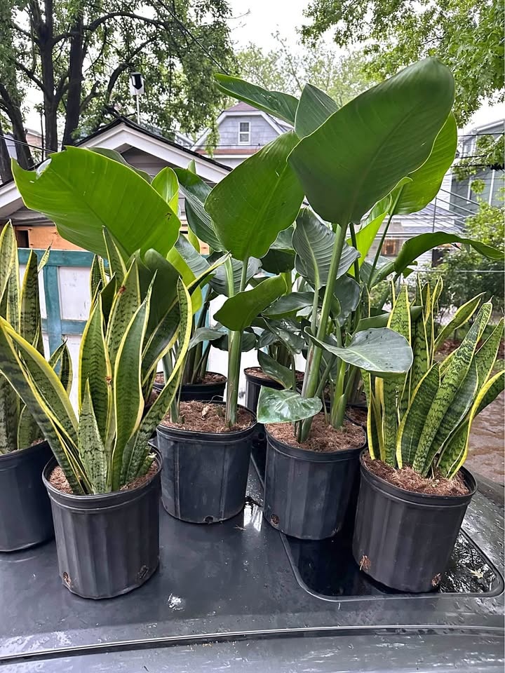LIVE Tropical PLANT SALE free delivery 🚚🌳🌱🌵🌴🌻