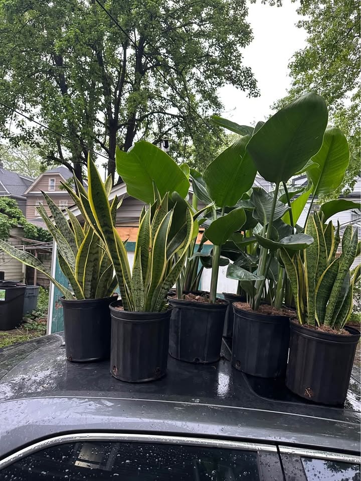 LIVE Tropical PLANT SALE free delivery 🚚🌳🌱🌵🌴🌻 - photo 2