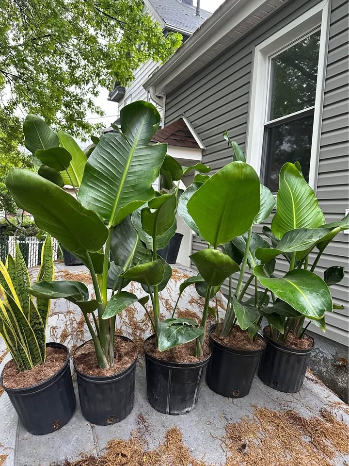 LIVE Tropical PLANT SALE free delivery 🚚🌳🌱🌵🌴🌻 - photo 3