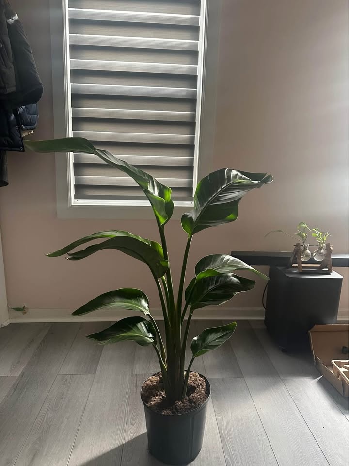 LIVE Tropical PLANT SALE free delivery 🚚🌳🌱🌵🌴🌻 - photo 4