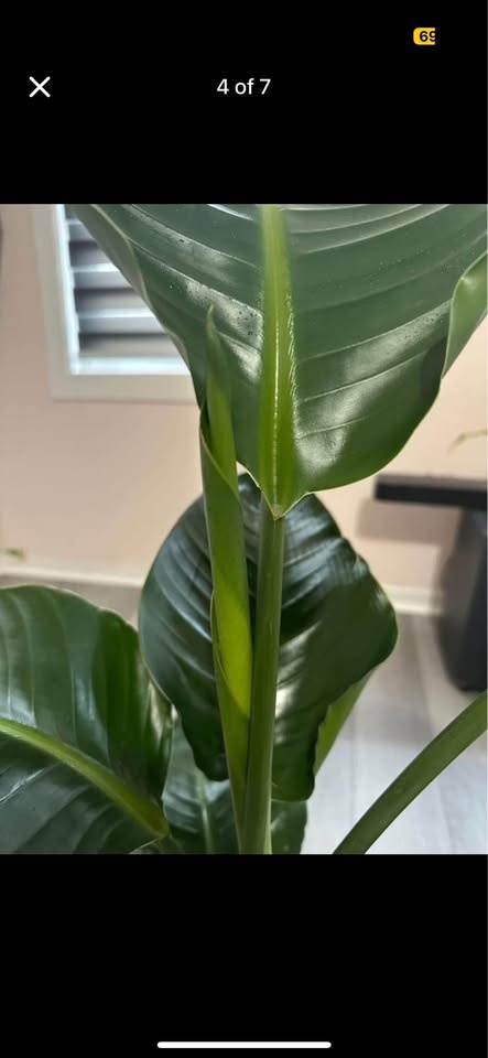 LIVE Tropical PLANT SALE free delivery 🚚🌳🌱🌵🌴🌻 - photo 5
