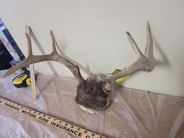 2 s Set Deer Antler Coat Hanger Man Cave - photo 2