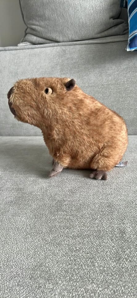 Capybara Jellycat