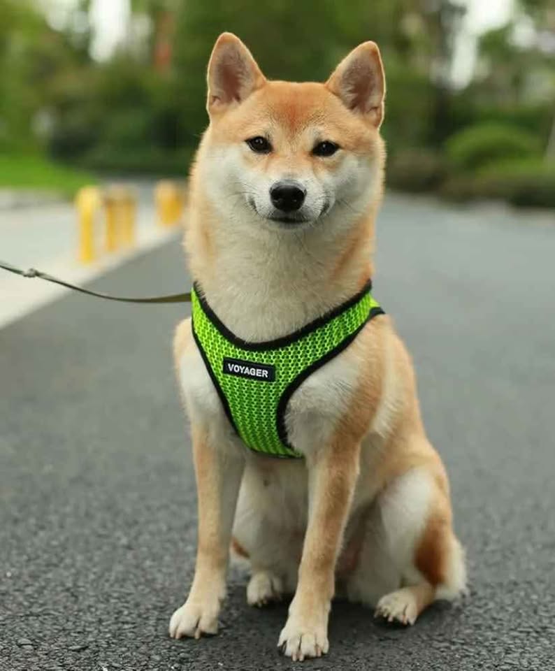 Harness for dogs - photo 3