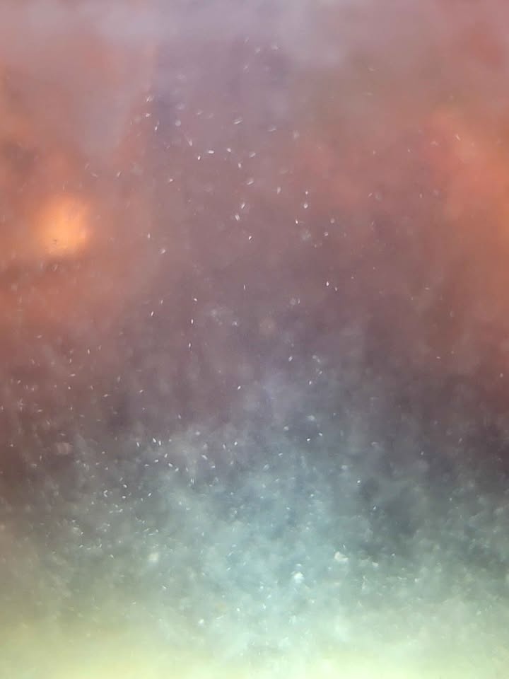 Live Infusoria Starter Culture - photo 2