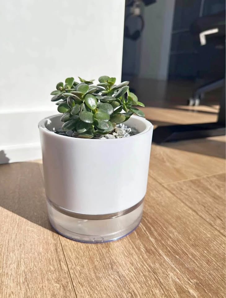 Succulent with self watering plant pot