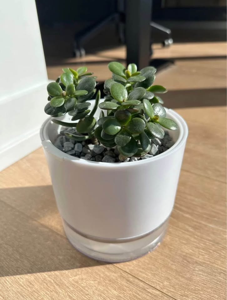 Succulent with self watering plant pot - photo 2