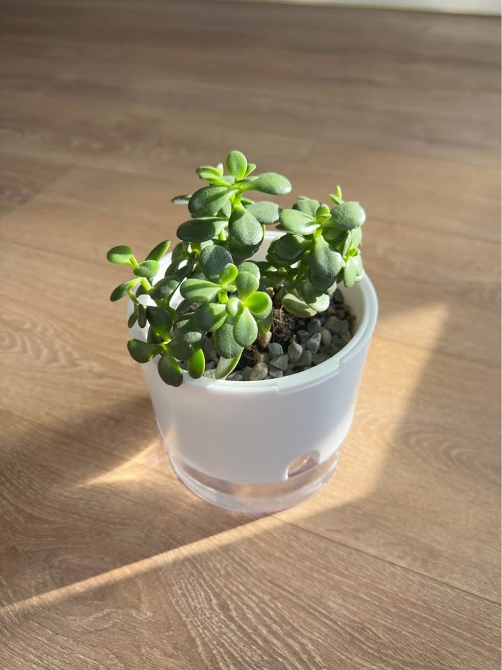 Succulent with self watering plant pot - photo 3