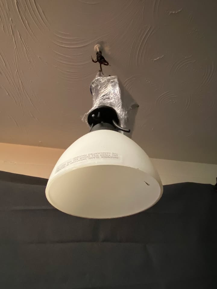 1 Light Pendant Black 19"H x 8"W 1 Bulb - photo 3