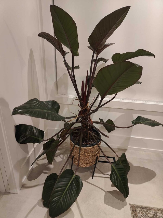 Congo Rojo: Philodendron