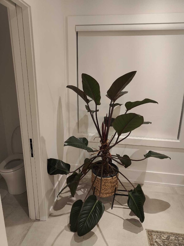 Congo Rojo: Philodendron - photo 2