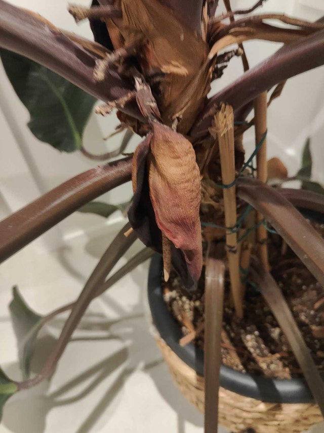 Congo Rojo: Philodendron - photo 3