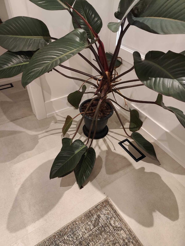 Congo Rojo: Philodendron - photo 4