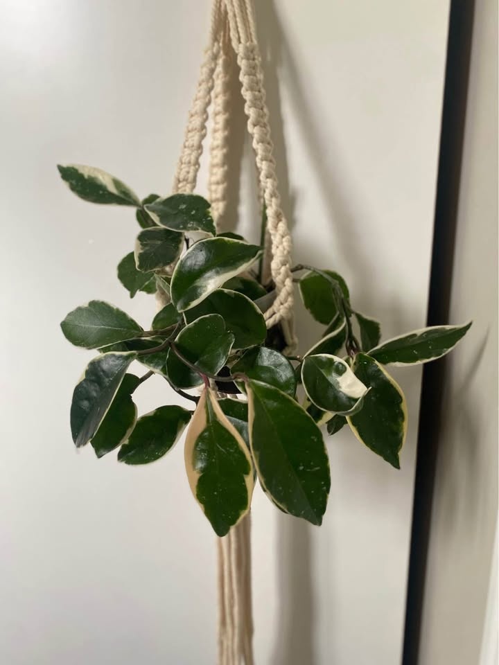 Handmade Macrame Plant Hangers (Black/White) - photo 2