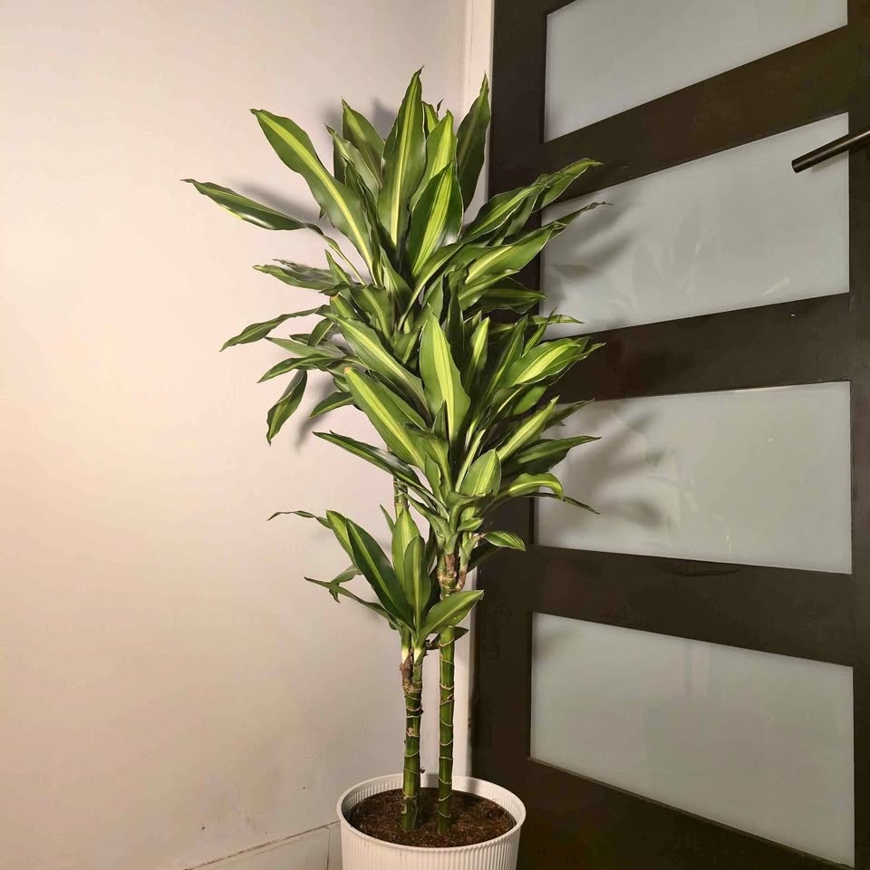 Dracaena Cintho | 4.5' Tall | 🟢 FREE LOCAL DELIVERY