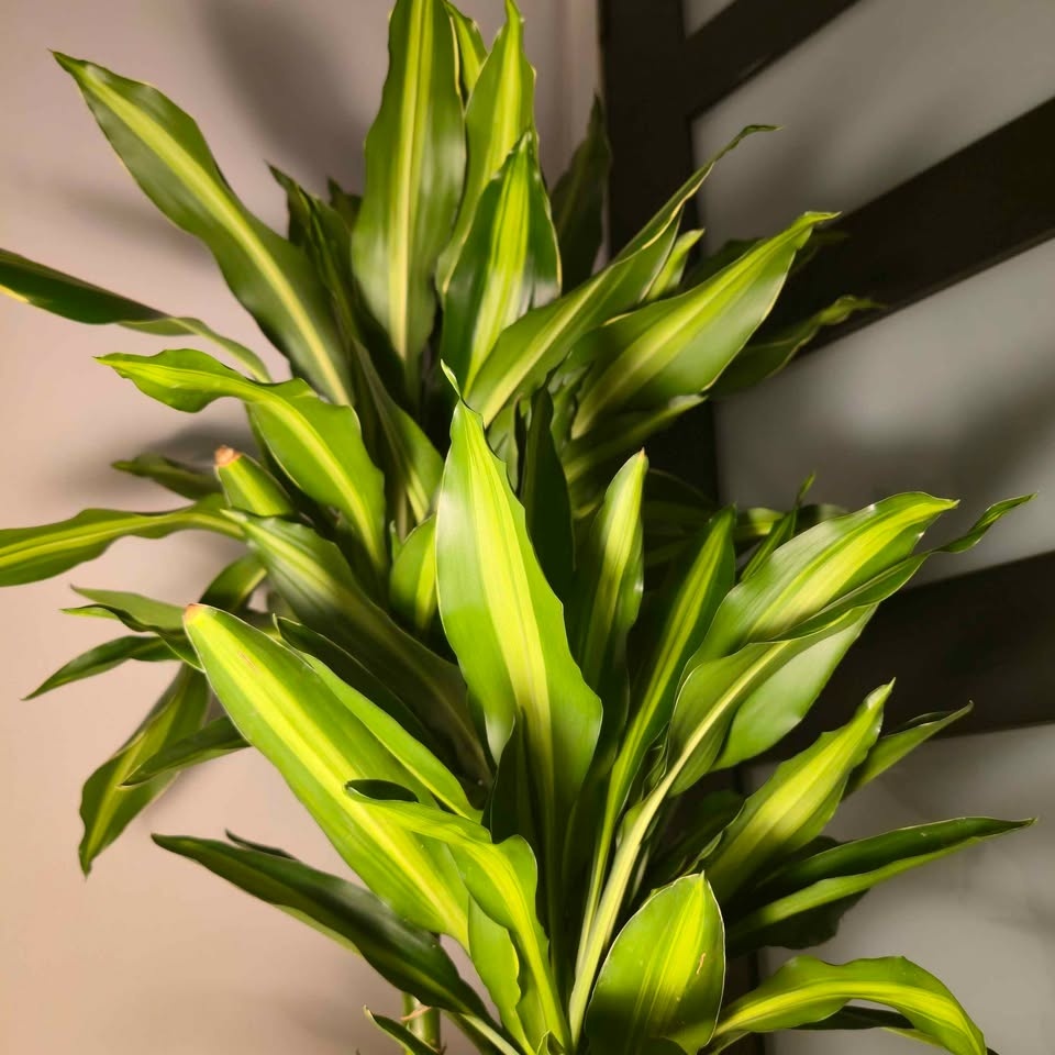 Dracaena Cintho | 4.5' Tall | 🟢 FREE LOCAL DELIVERY - photo 2