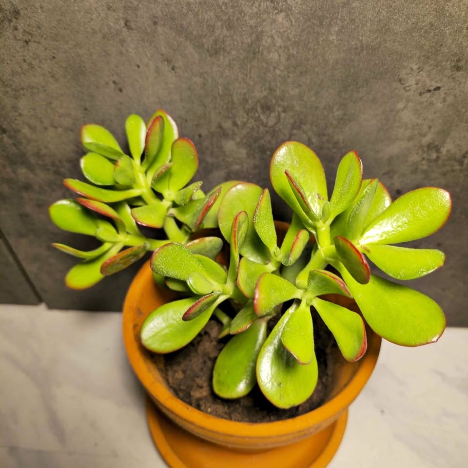 Jade Tree | 4" Terracotta Pot and Cover Included!