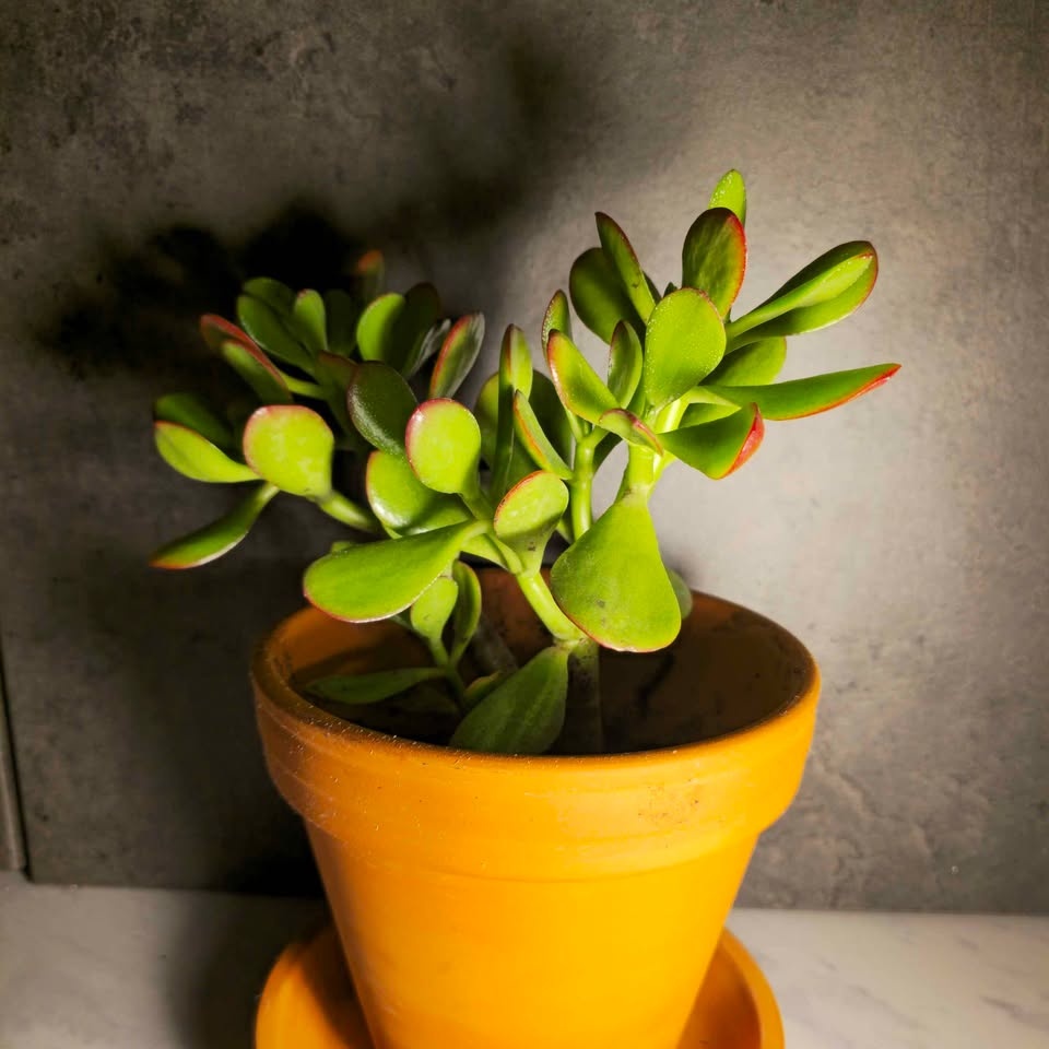 Jade Tree | 4" Terracotta Pot and Cover Included! - photo 2