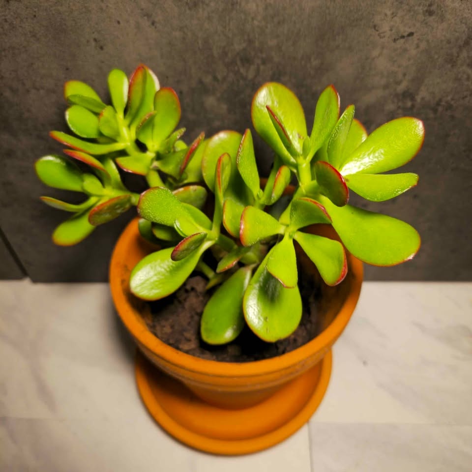 Jade Tree | 4" Terracotta Pot and Cover Included! - photo 3