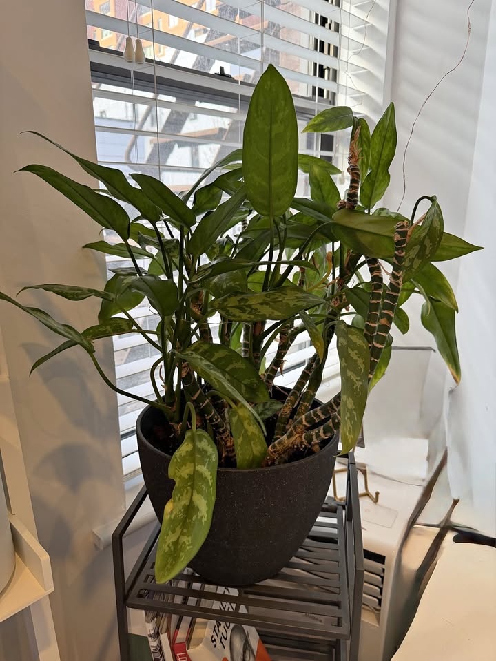 Chinese Evergreen Plant